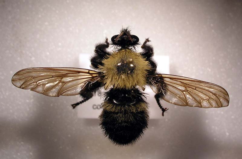 Bee Fly.jpg (62983 bytes)