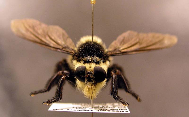 Bee Fly 2.jpg (49304 bytes)