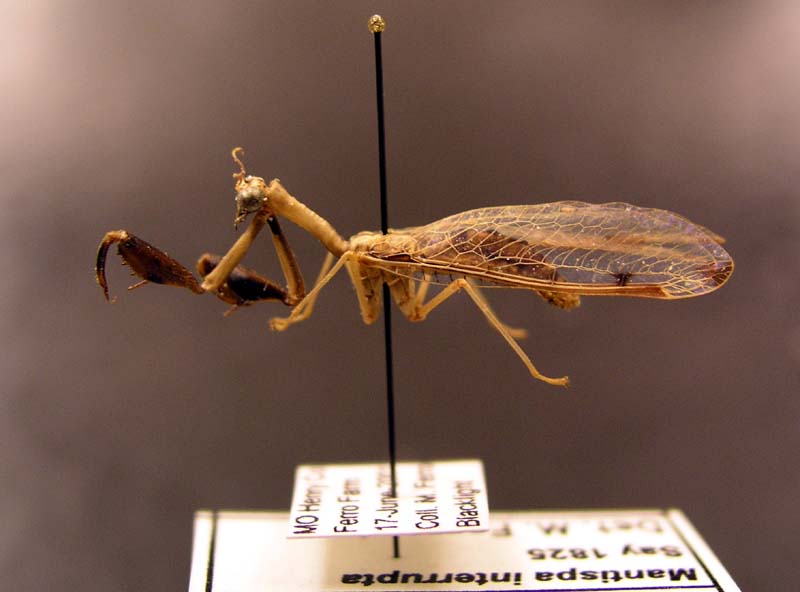 Mantispa interrupta.jpg (53244 bytes)