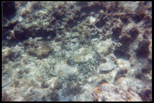flounder.JPG (36957 bytes)